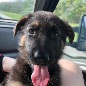 Meet your Posher, Riley